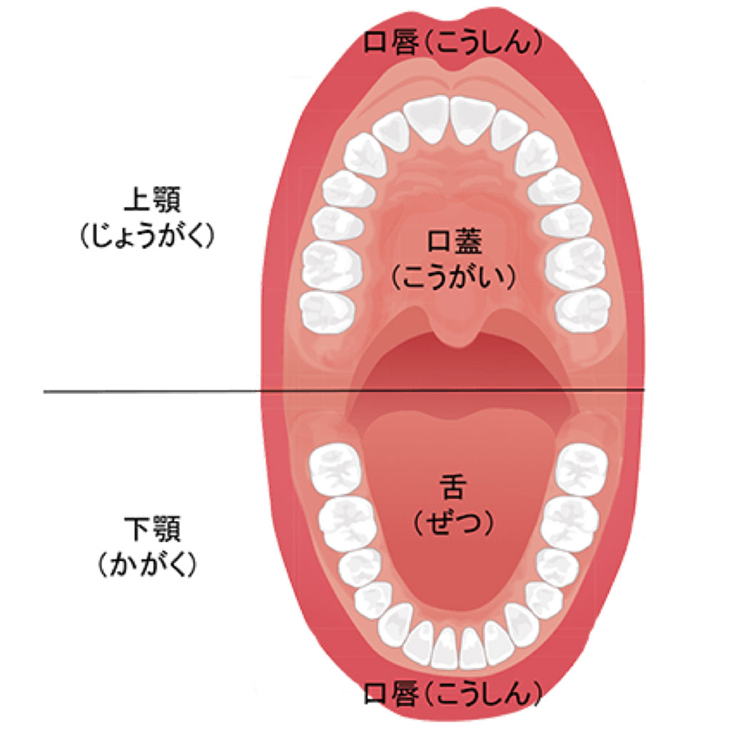 口の構造