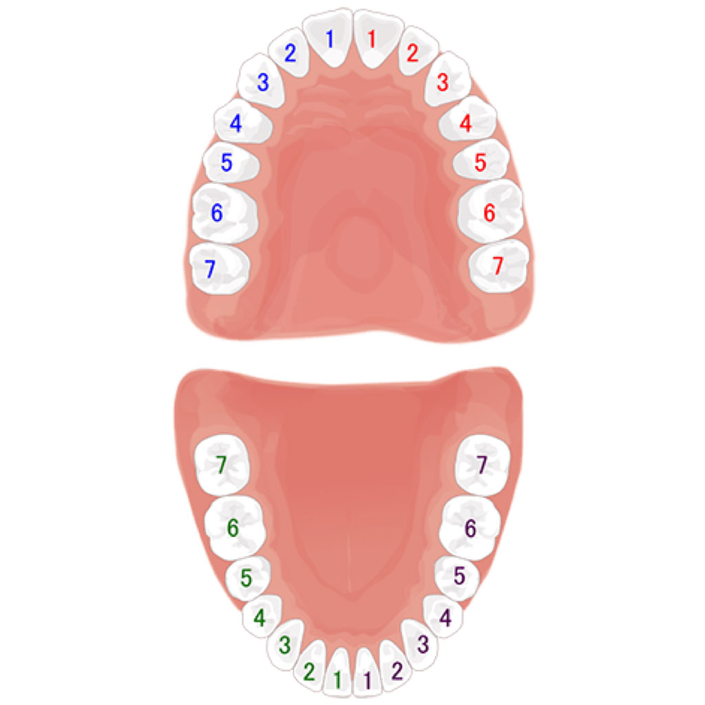 永久歯列の歯の本数と番号
