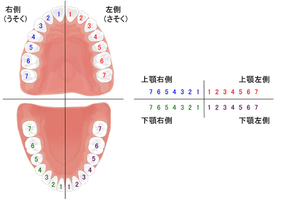 個別の歯の表し方