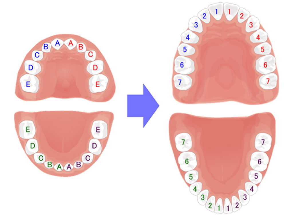 歯 の 萌出 時期