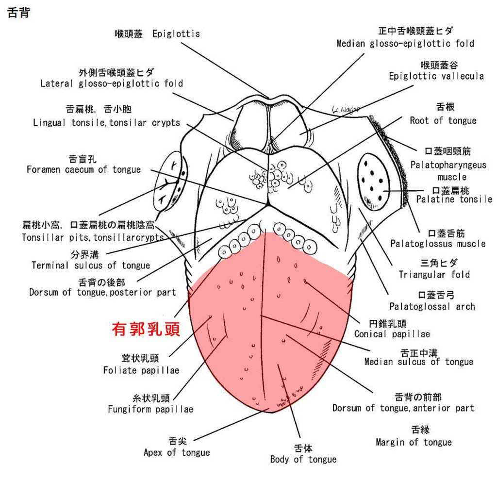 日本口腔腫瘍学会学術委員会「舌癌取扱い指針」 臨床解剖学的な図譜（1.舌背）を元に編集