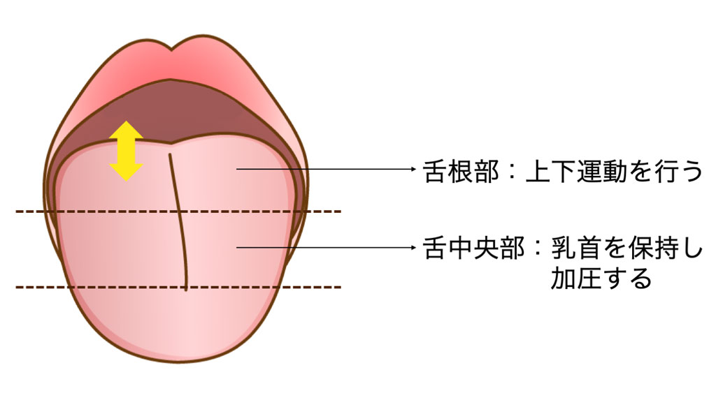 哺乳時の舌の動き