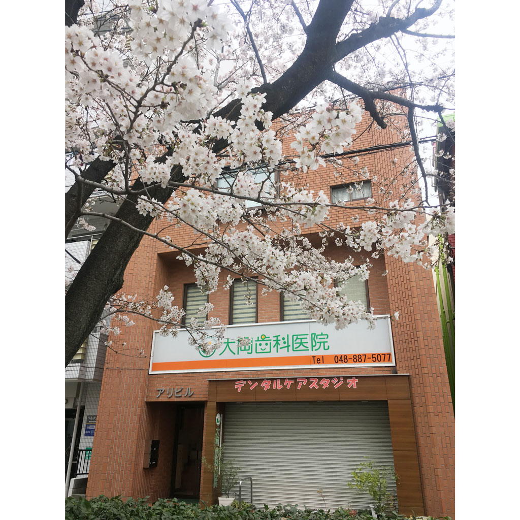 クリニックの前にある桜の木が咲きはじめてきました。