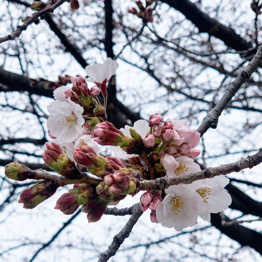 クリニックの前にある桜の木が咲きはじめてきました。