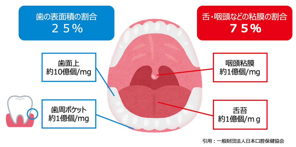 口腔内の表面積の内訳と、各部位に付着している細菌数