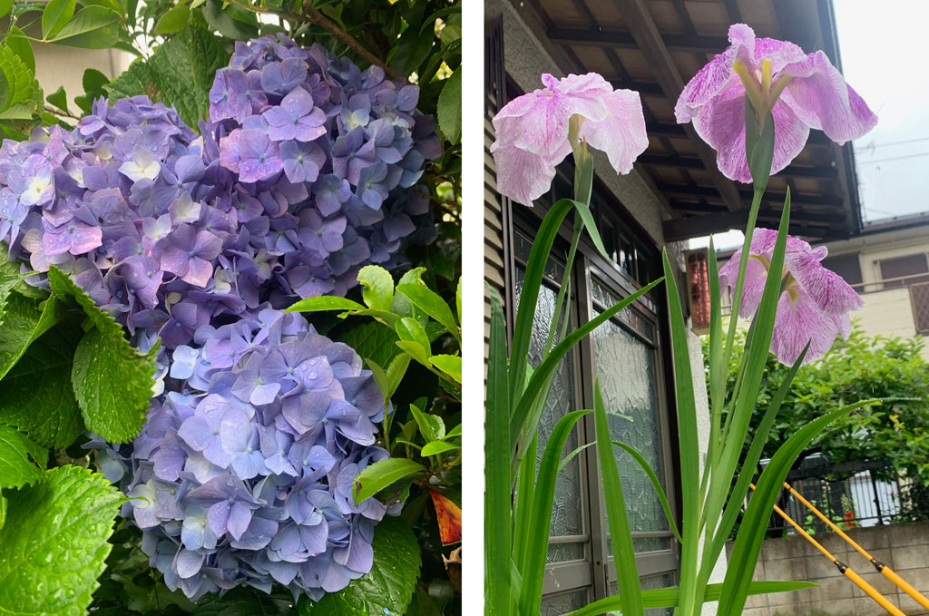 筆者の自宅前に咲いた紫陽花、菖蒲