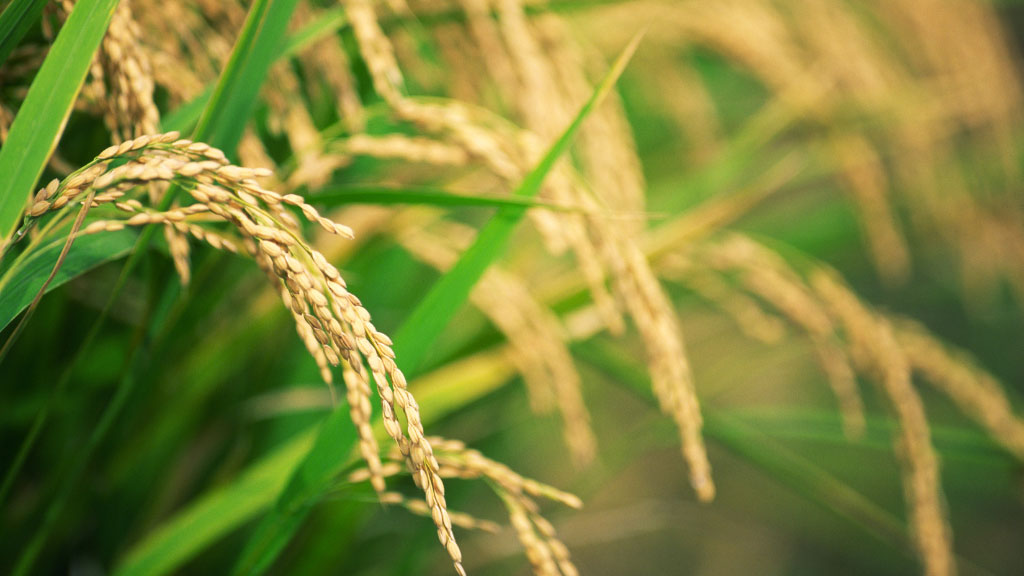 「お米」は、本来は植物の種